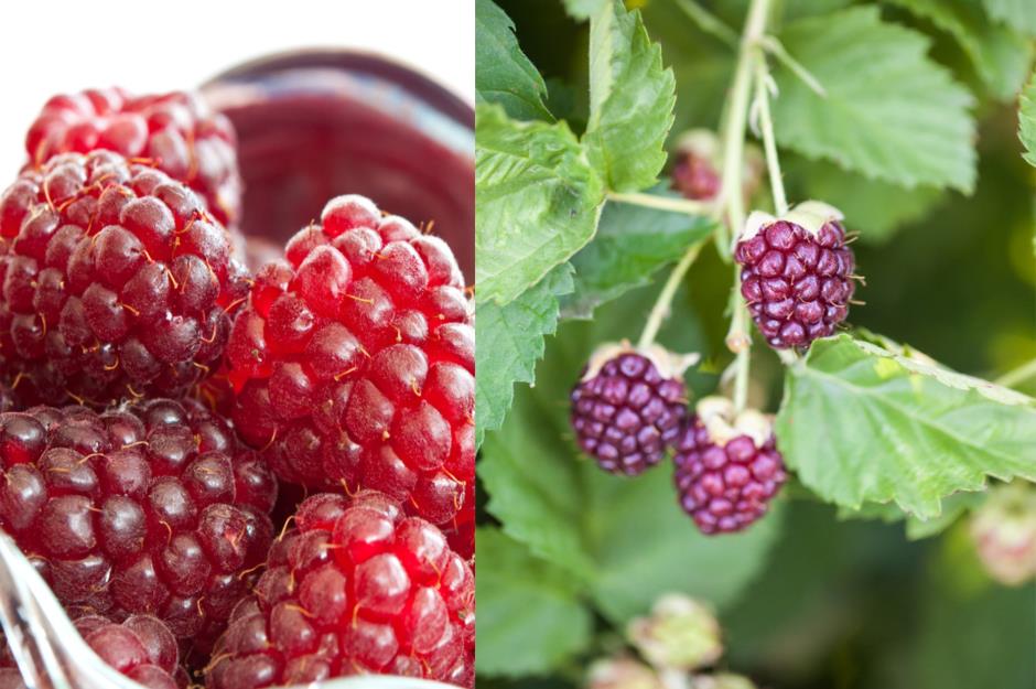 Food and drink we love named after real people